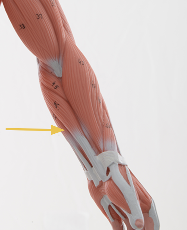 <p>palmaris longus m.</p><p>O: medial epicondyle of humerus<br>I: <span>palmar aponeurosis and flexor retinaculum&nbsp;</span><br><span>A: flexion at wrist, anchoring skin and fascia to the palmar region, resist shearing forces when the overlying skin is stressed</span><br><span>Inn: median n. </span></p>