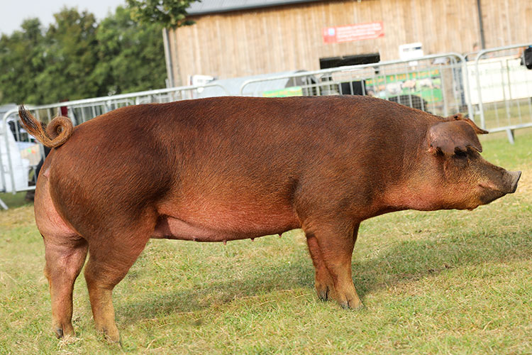 <p><span>-&nbsp;</span>Large, very rugged</p><p><span>-&nbsp;</span>One of the boar breeds</p><p><span>-&nbsp;</span>Often used as sire in crossbreeding operations</p><p><span>-&nbsp;</span>Light brownish red to dark brownish red</p><p><span>-&nbsp;</span>Face slightly dished, med length snout</p><p><span>-&nbsp;</span>Drooping ears</p><p><span>-&nbsp;</span>Do well in harsh conditions</p>