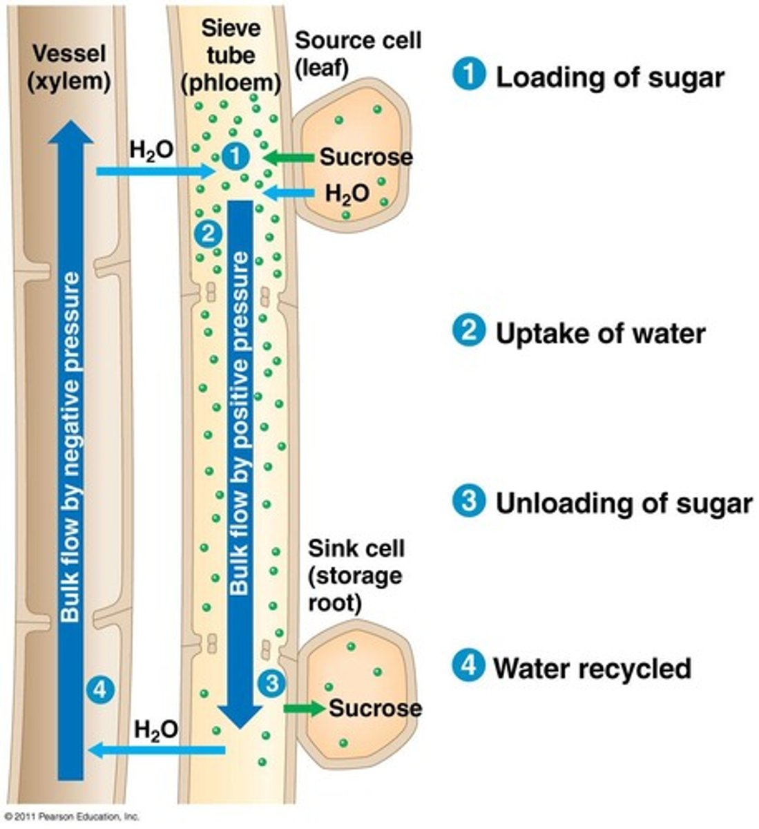 <p>-Transpiration and the cohesion of water causes an upward pull of water from soil to roots to leaves</p><p>-The adheasion of water to walls of xylem cells also helps resist gravity.</p>