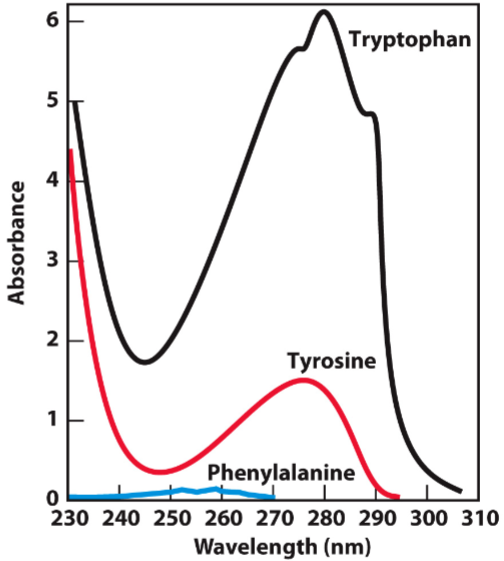 <ul><li><p>biomolecules absorb light at characteristic wavelengths ad this can be measured using spectrophotometer</p></li><li><p>most proteins are colourless and don’t absorb visible light (380-750 nm)</p></li><li><p>concentration of protein in solution can be measured based on absorbance at 280 nm, arising from <strong><u>aromatic amino acids</u></strong></p></li><li><p>stains like Coomassie Blue can also be used to visualize proteins/quantify protein concentration in Bradford assay</p></li></ul>