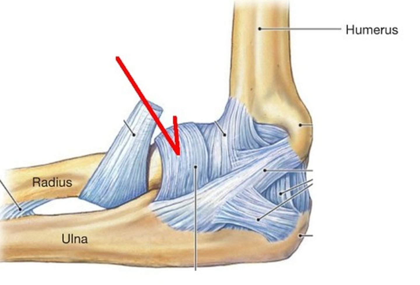<p>- ligament running from the anterior to posterior aspect of ulna surrounding the head of the radius</p><p>- encircles the head of the radius like a "sling" to hold the radius in the radial notch of the ulna</p>
