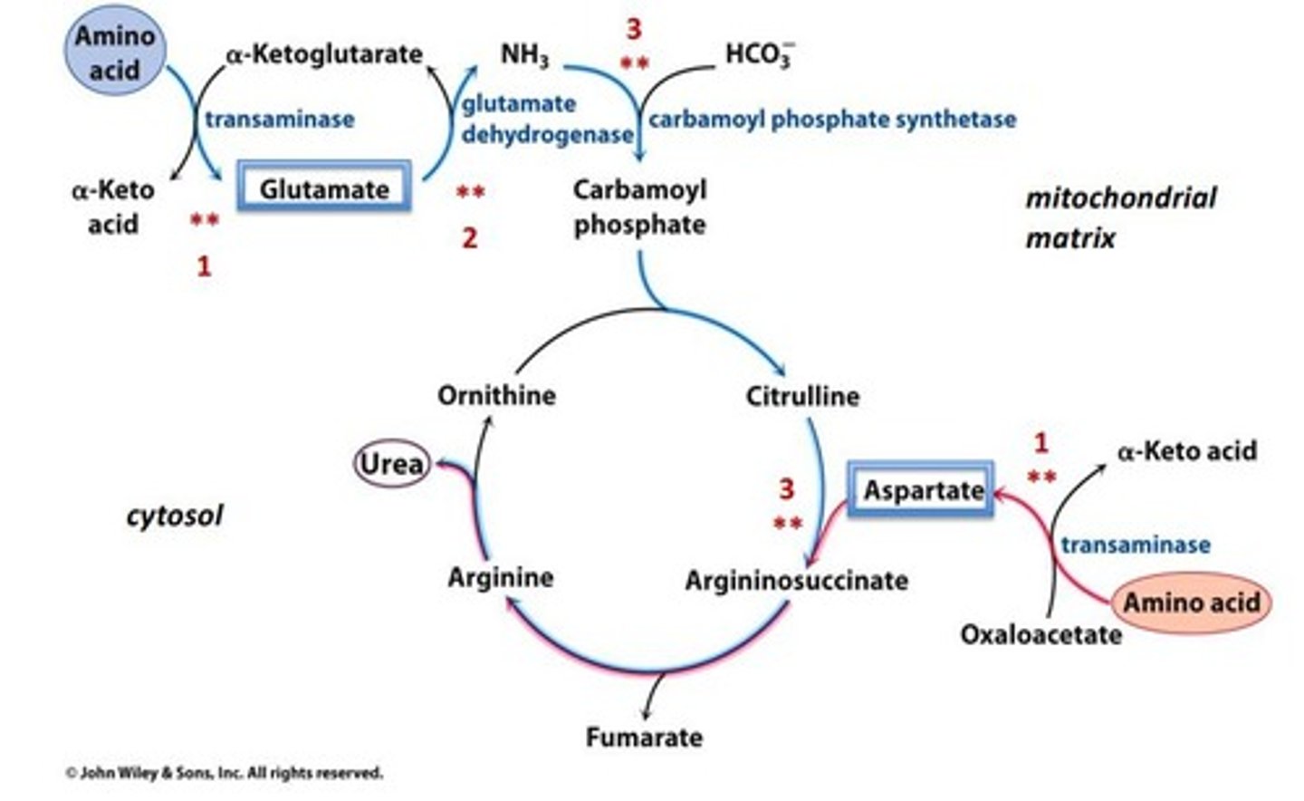 <p>Excess nitrogen is converted into ammonia, which is then transformed into urea for excretion.</p>