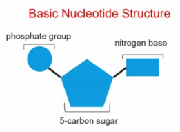 <p>Nucleotides</p>