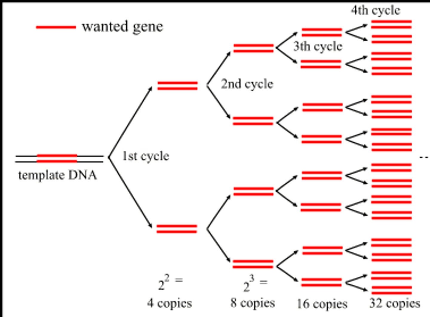 <p>(polymerase chain reaction) multiple copies of a specific segment of DNA</p>