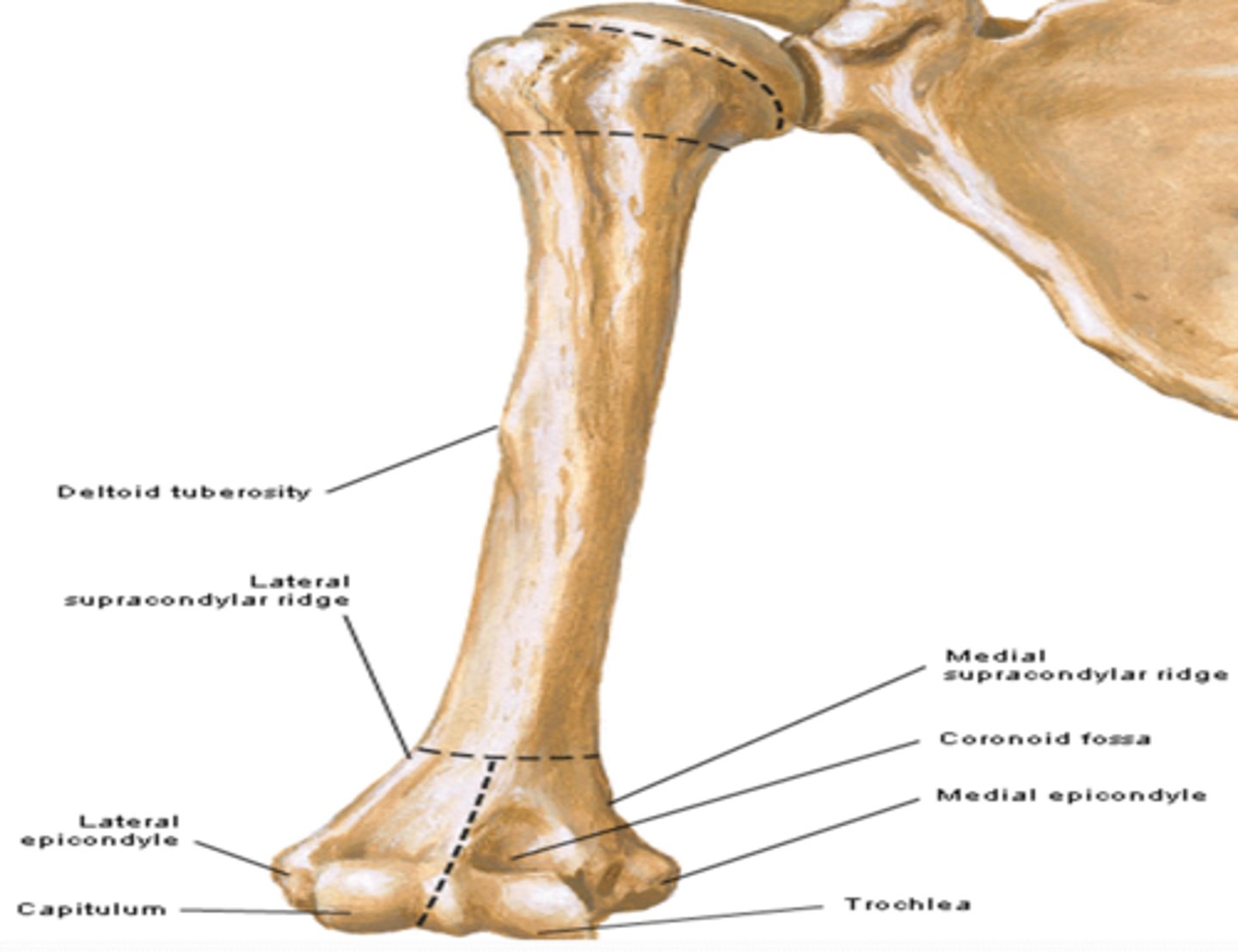 <p>medial articular surface. Articulate with the ulna</p>