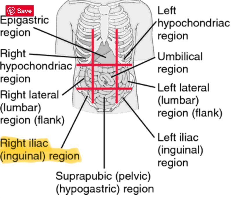 <p>Lower right (Appendix, cecum)</p>