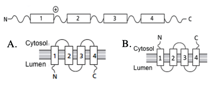 <p>A schematic of a membrane protein is presented below. The boxes illustrate membrane-spanning segments. What will the topology of this protein be in the ER?</p><p>A</p><p>B</p>