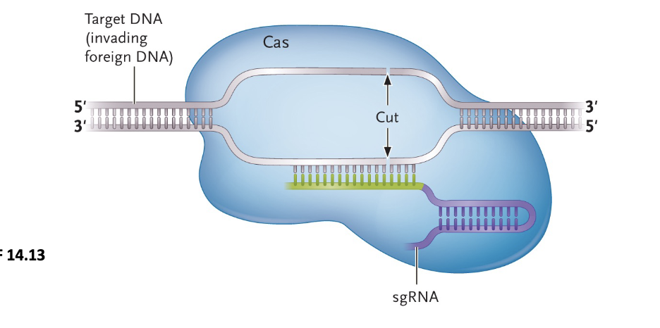 <p>Microbial immune system: When infected. microbes will:</p><ul><li><p>TRANSCRIBE the CRISPR locus to generate crRNA</p></li><li><p>Express Cas (CRISPR-associated) proteins</p></li><li><p>Cas are ENDONUCLEASE that cut DOUBLE STRANDED DNA </p></li><li><p>If, one of the crRNA molecules BINDS incoming viral DNA, the Cas proteins will make a CUT, allowing the microbe to DEGRADE the viral DNA</p></li></ul><p></p>