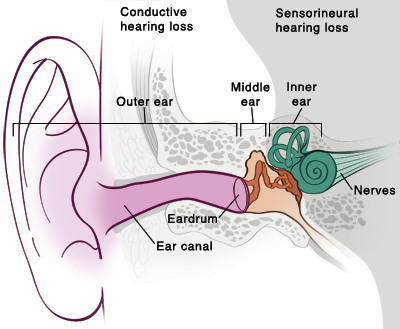 <p>the innermost part of the ear, containing the cochlea, semicircular canals, and vestibular sacs</p>