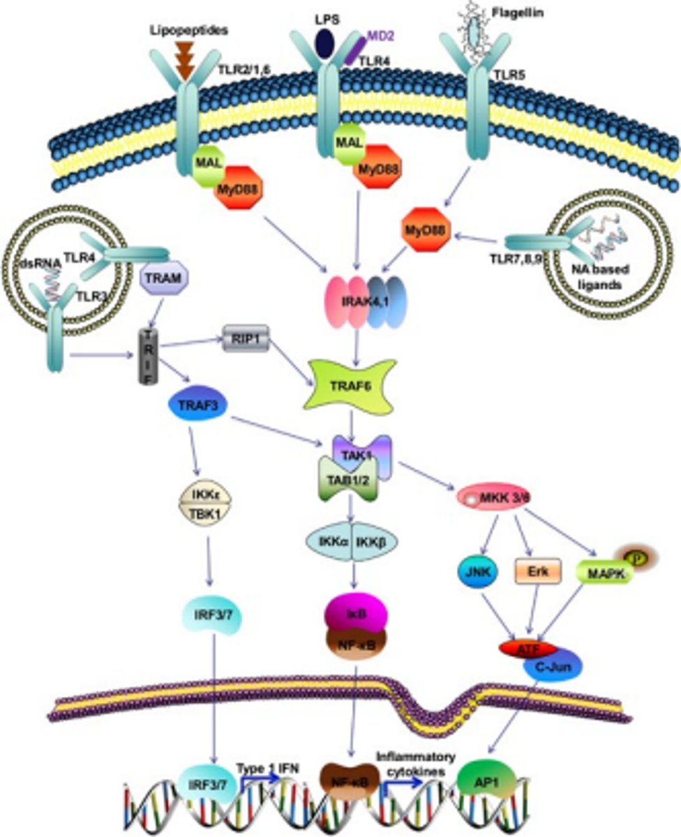 <p>Cell membrane receptor pathways</p>