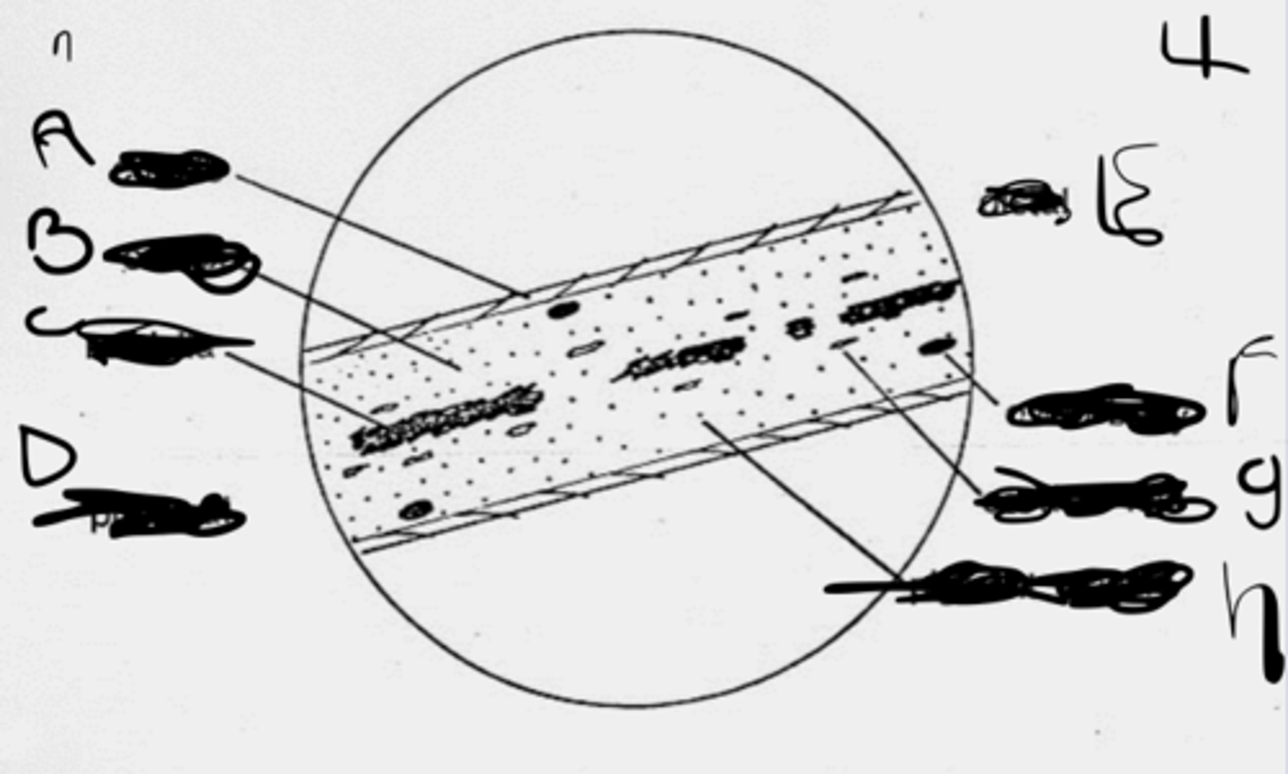 <p>G</p>