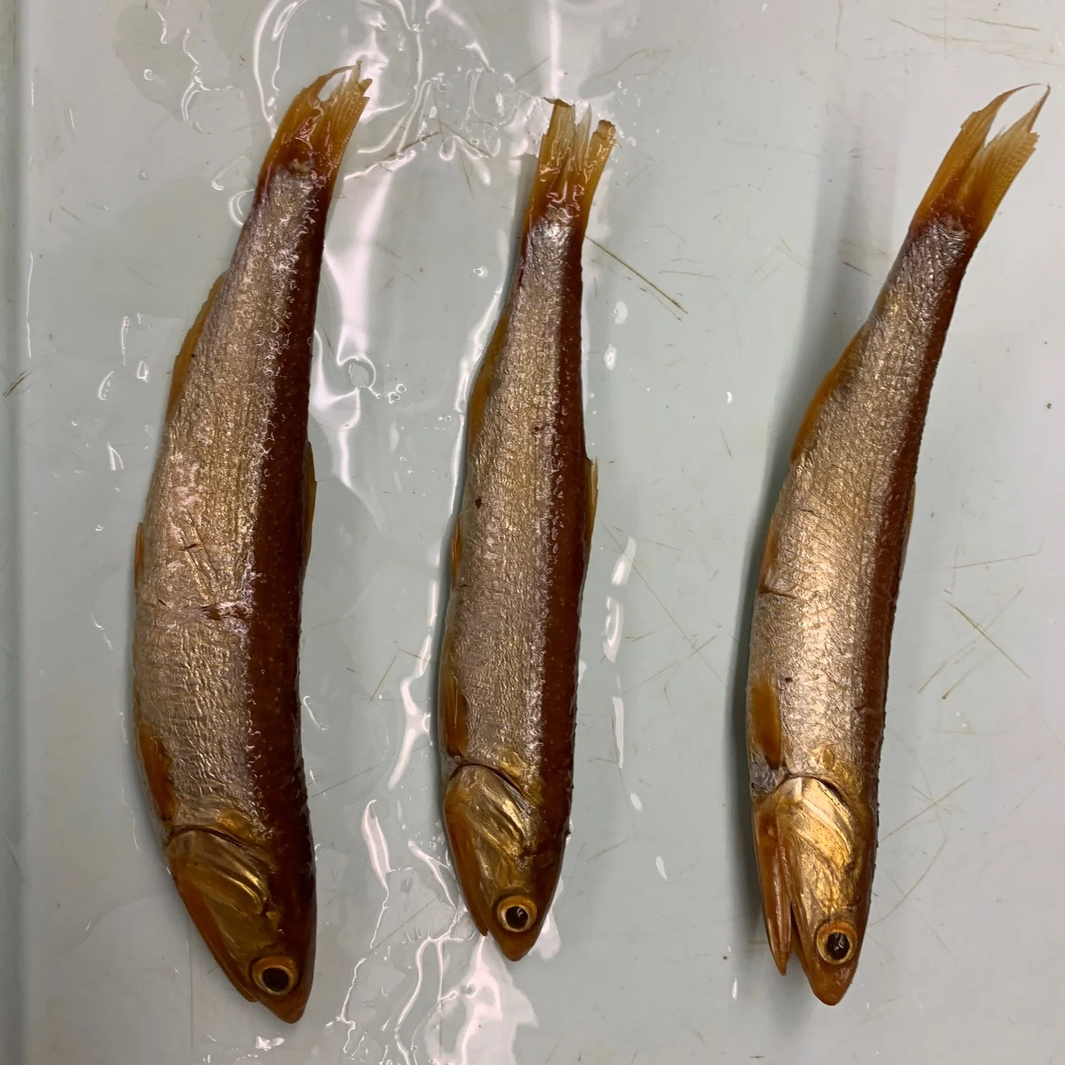 <p>What fish is this?</p>