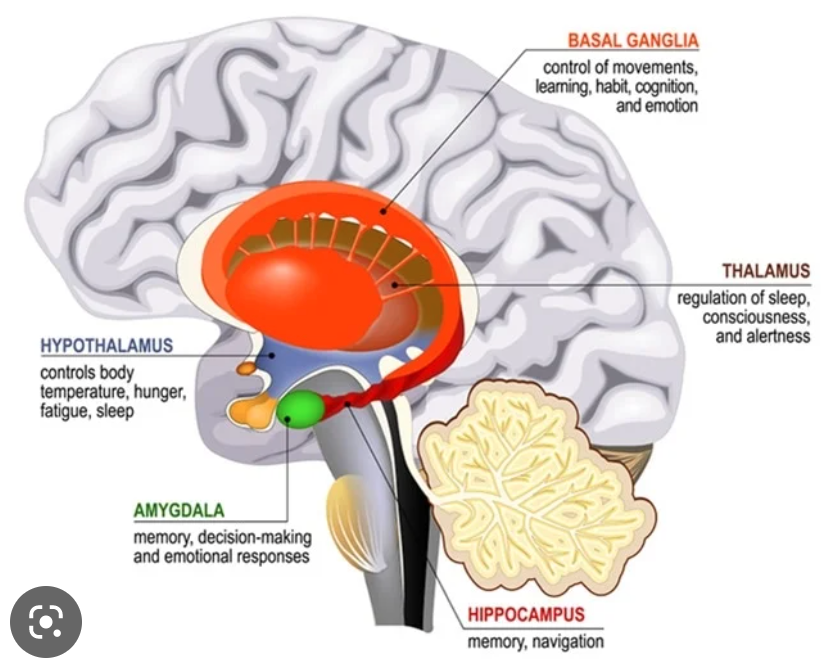 what is the function of the hippocampus?