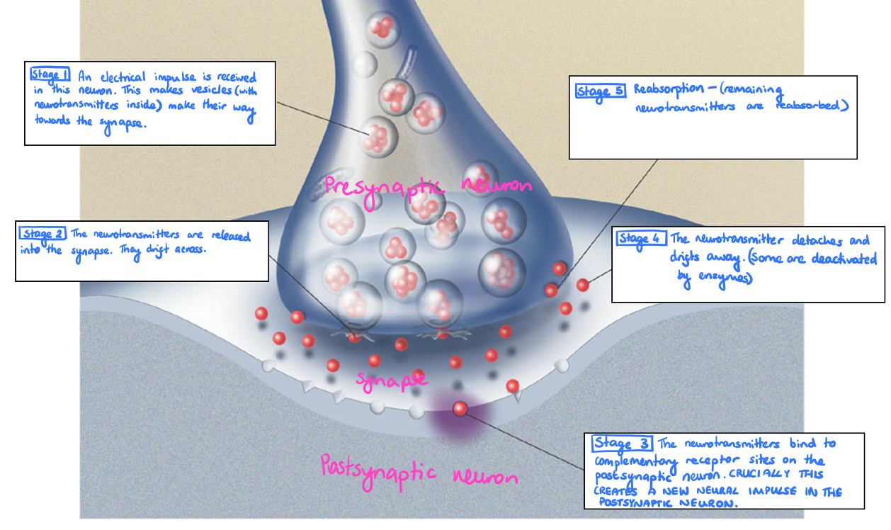 <p>Synaptic transmission is the process by which a nerve impulse passes across the synaptic cleft/synapse from one neuron (the pre-synaptic neuron) to another (the post-synaptic neuron).</p><p></p><p>See image attached!!!</p><ol><li><p>An electrical impulse is received in a neuron. This makes vesicles (with neurotransmitters inside) make their way towards the synapse.</p></li><li><p>The neurotransmitters are released into the synapse. They drift across, moving by diffusion from an area of high concentration to low concentration.</p></li><li><p>The neurotransmitters bind to complementary receptor sites on the postsynaptic neuron. CRUCIALLY THIS CREATES A NEW NEURAL IMPULSE IN THE POSTSYNAPTIC NEURON.</p></li><li><p>The neurotransmitter detaches and drifts away. (Some are deactivated by enzymes).</p></li><li><p>Reabsorption (remaining neurotransmitters are reabsorbed into the terminal button).</p></li></ol><p></p><p></p><p><u>Excitation and Inhibition:</u></p><p>When neurotransmitters bind to receptors, they produce excitatory or inhibitory effects.</p><ul><li><p>Excitatory neurotransmitters (e.g. acetylcholine) binding with a postsynaptic receptor causes an excitatory post-synaptic potential (EPSP), making the post-synaptic cell more likely to fire.</p></li><li><p>Inhibitory neurotransmitters (e.g. GABA) binding with a postsynaptic receptor causes an inhibitory post-synaptic potential (IPSP), making the post-synaptic cell less likely to fire.</p></li></ul><p>A postsynaptic neuron can receive EPSPs and IPSPs at the same time. The likelihood of the cell firing is determined by adding up excitatory and inhibitory synaptic input. This net result is known as summation.</p><p>There is spatial summation when a large number of EPSPs are generated at many different synapses on the same post-synaptic neuron at a time.</p><p>Temporal summation is when large numbers of EPSPs are generated at the same synapse by a series of high frequency action potentials/impulses from the same pre-synaptic neuron.</p><p></p><p></p><p><u>A couple of definitions just for clarity:</u></p><p>Synapse = the conjunction at the end of the axon of one neuron and the dendrite of another.</p><p>Neurotransmitter = chemical substances that play an important part in the workings of the nervous system by transmitting nerve impulses across a synapse.</p>