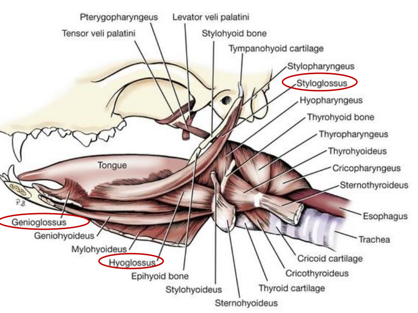 <p><strong>Lingua </strong>- Tongue forms the bottom of cavum oris. (Bounds the cavum oris with palatum durum, molle and rima oris). </p><p>Includes extrinsic muscles of tongue: </p><ol><li><p>m. genioglossus - near septum linguae, moving tongue rostrally</p></li><li><p>m. hyoglossus - moves tongue caudally</p></li><li><p>m. styloglossus - shortens tongue, elevates apex</p></li><li><p><em>hyoid muscles also belong here, like m. mylohyoideus which suspends the tongue. </em></p></li></ol><p>Intrinsic muscles: </p><ol><li><p>m. lingualis proprius → fibrae longitudinales superficiales et profundae, fibrae transversae, fibrae perpendiculares. </p></li></ol><p></p>