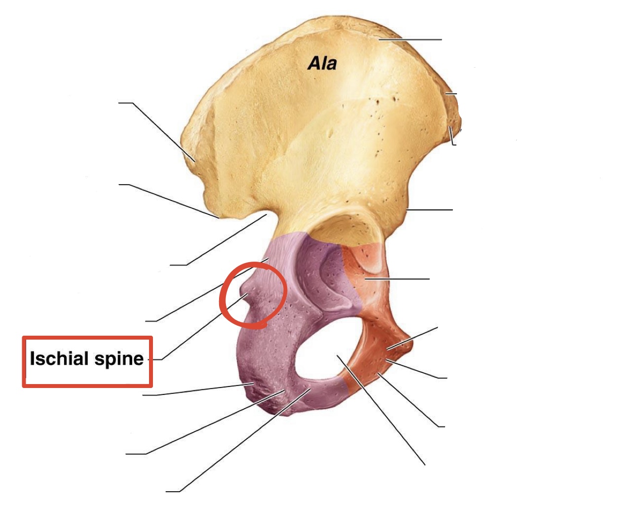 <p><span><span>Ischial spine</span></span></p>
