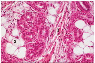 <p>name of histologic slide:</p><p>Specie:</p><p>Parts</p><p>1.__ 2.__ 3.__ </p><p>Stain used:</p>