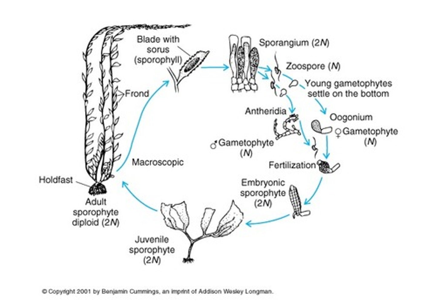 <p>- Alternation of generations (diploid/haploid)</p><p>- The kelp is the asexual sporophyte stage and there is a small sexual stage</p>
