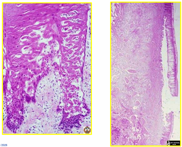 <p>FIEBRE AFTOSA (AFTOVIRUS cerdos y rumiantes)&nbsp;</p><ul><li><p>úlceras en cavidad oral, pezuñas y glándula mamaria&nbsp;</p></li></ul><p></p>
