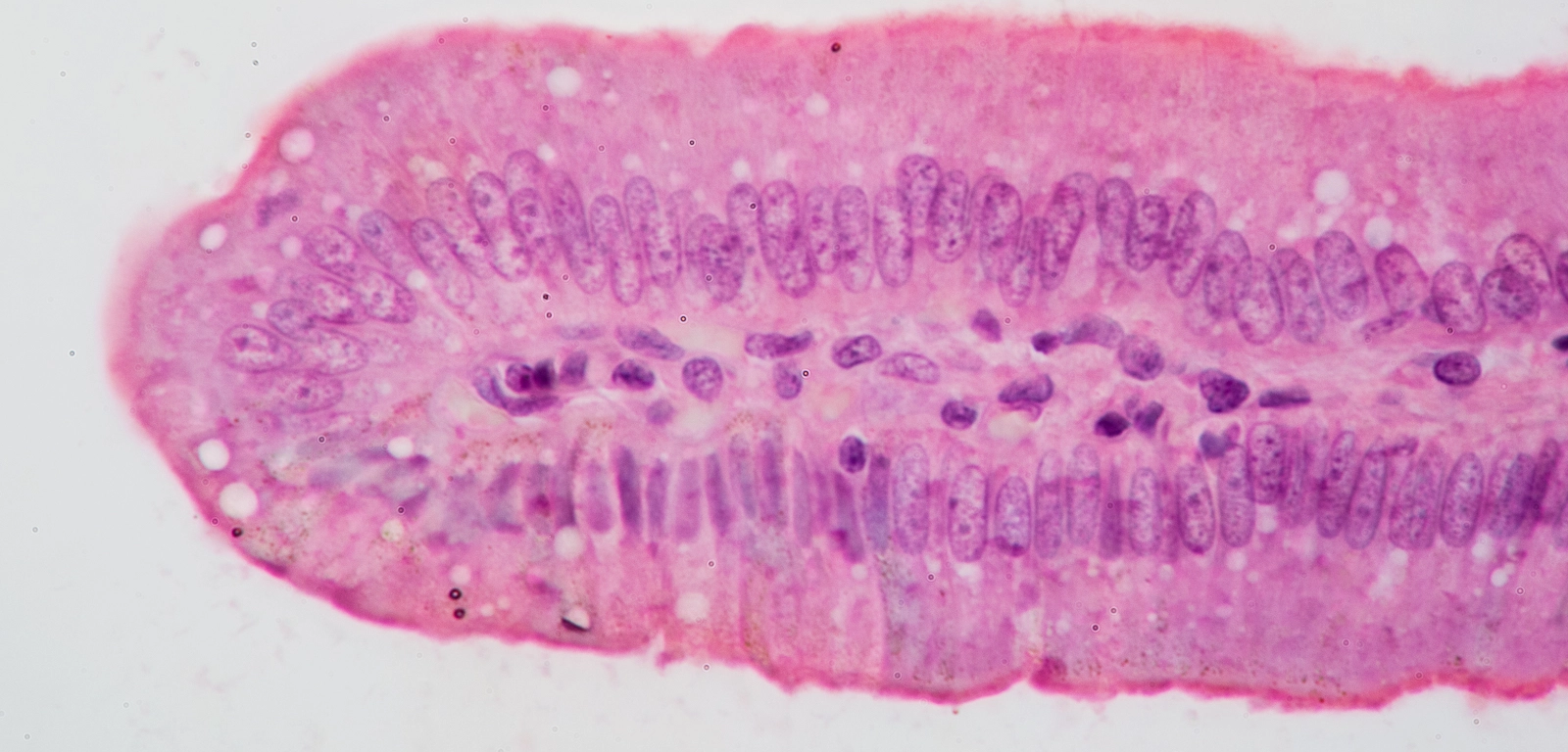<p>What is this tissue?</p>