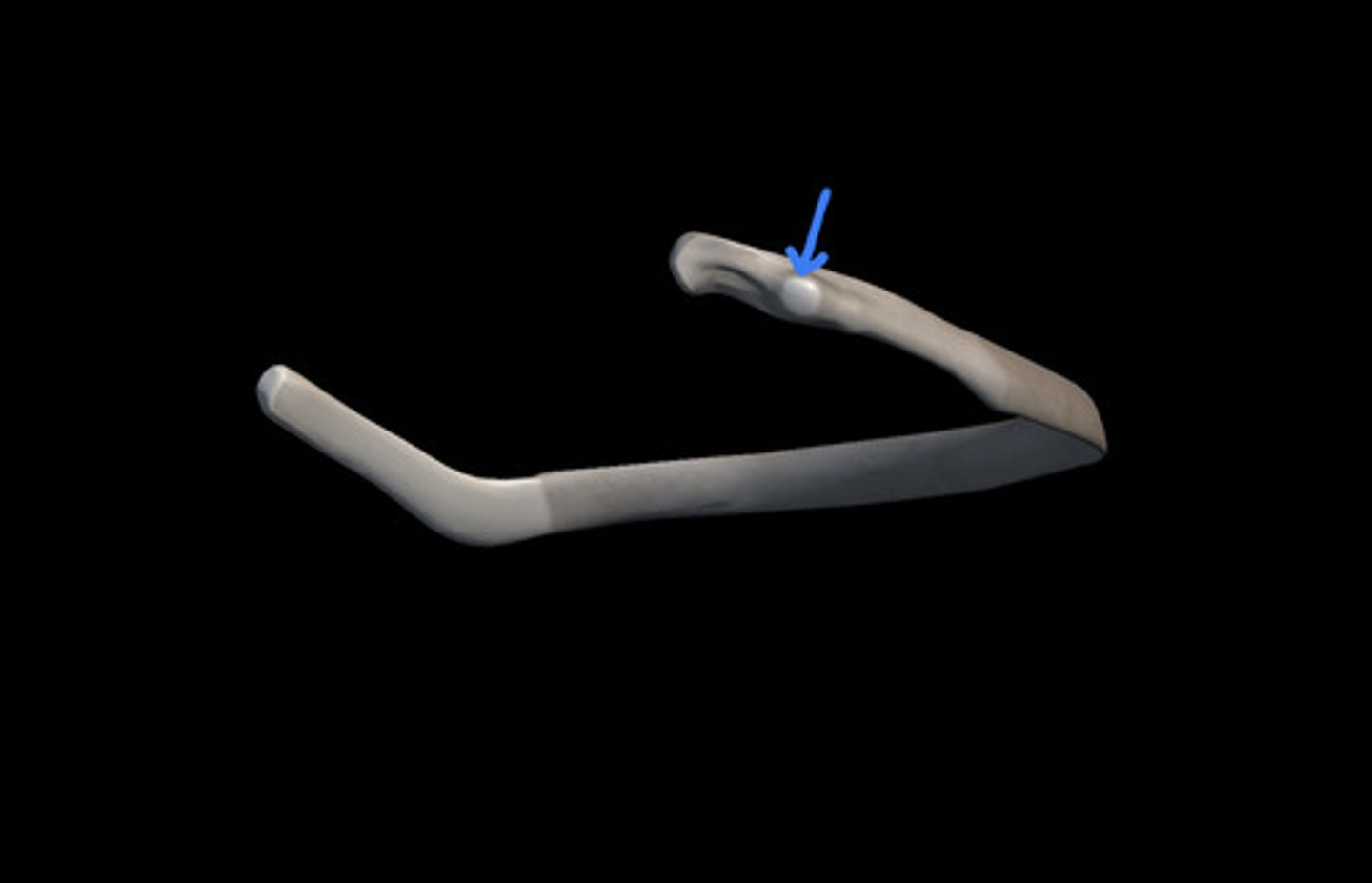 <p>articulates with transverse process of vertebrae</p>