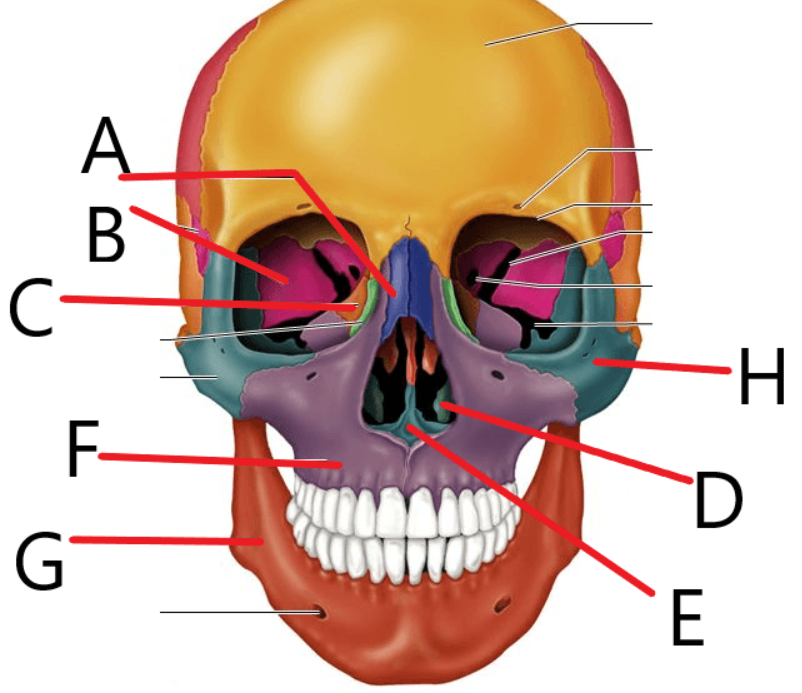 <p>identify bone e </p>