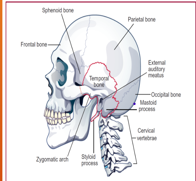 <p>Encases most of peripheral auditory structures except cartilaginous part of the external ear and the short portion of the auditory-vestibular nerve between the opening of the internal auditory meatus and the brainstem -complexly shaped. Protects inner ear structures, contains two important openings: external and internal auditory meatuses.</p><p>4 portions: squamous, petrous, mastoid, and tympanic</p>