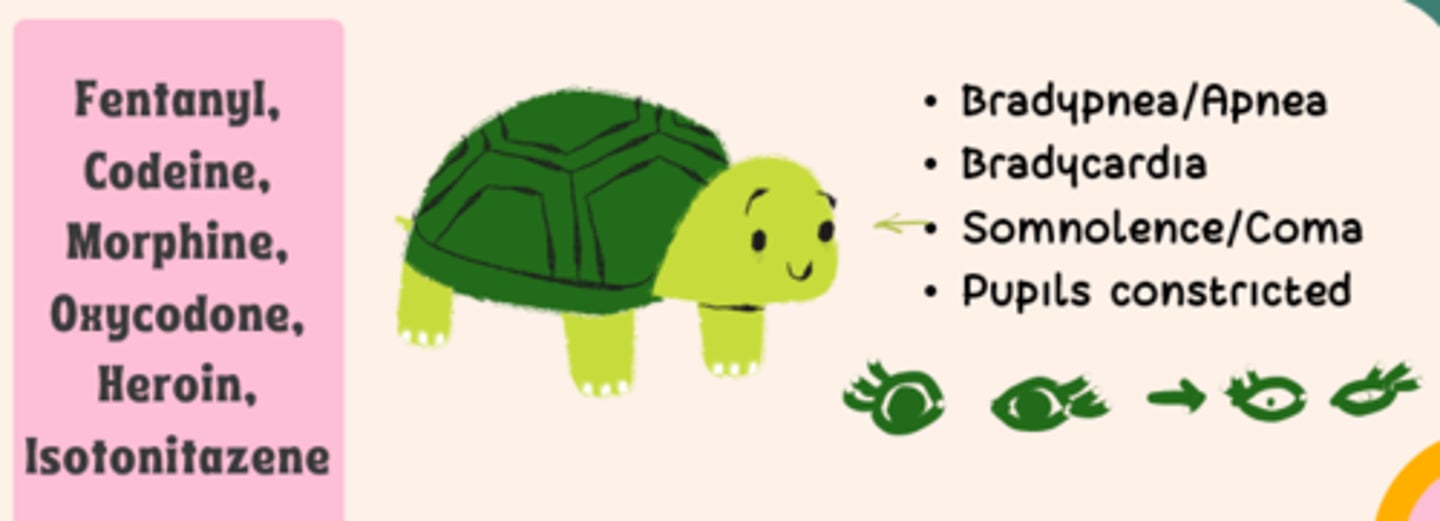 <p>- CNS - decreased LOC</p><p>- bradypnea/apnea</p><p>- hypotension (peripheral vasodilation)</p><p>- pruritus</p><p>- nausea (d/t substance P binding in CTZ)</p><p>- constipation</p><p>- urinary retention (d/t mu receptor agonism)</p><p>- pregnancy category D</p>