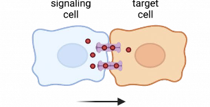 <p>A type of direct cell signaling where <em>small </em>molecules pass through neighboring cell gap junctions to convey signals. This process is <strong>fast</strong>, and is often used to synchronize cells in a small population</p>