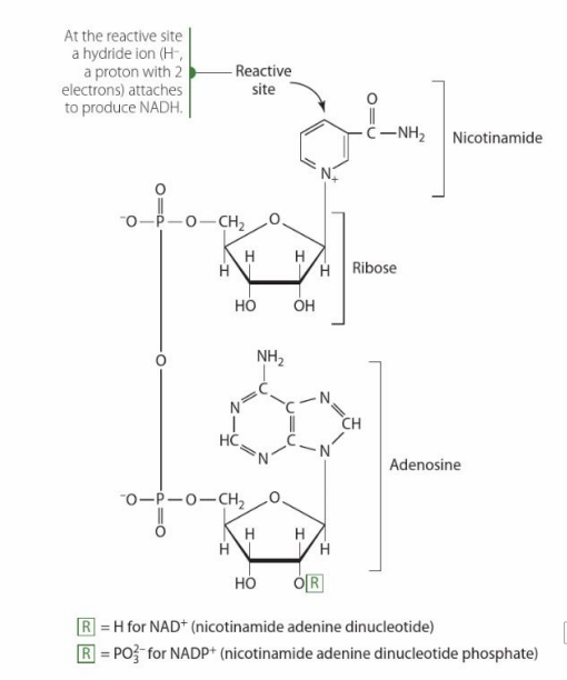 <p>- Coenzyme for more then 200 enzymes in redox reactions (function as electron acceptors (hydrogen donors))</p><p>- Donor of adenosine diphosphate ribose (G protein activity, Chromatin structure, intracellular calcium signalling via cyclic ADP-ribose, DNA repair, replication, transcription</p>