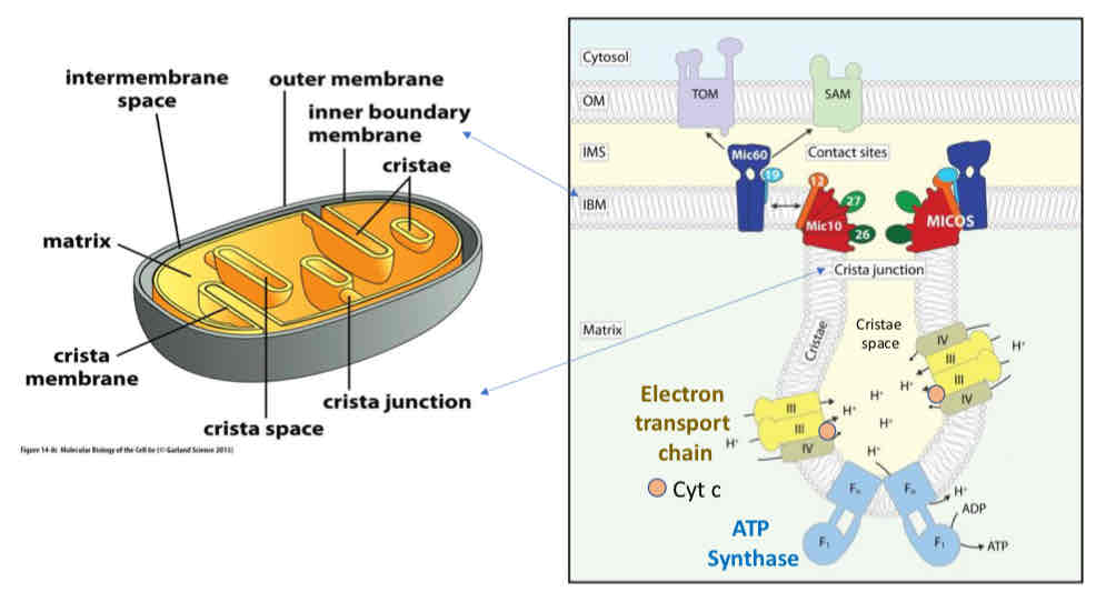 <ul><li><p>Smooth <strong>outer membrane</strong> and highly convoluted <strong>inner membrane</strong>, generating multiple distinct mitochondrial compartments: <strong>intermembrane space and mitochondrial matrix</strong></p></li><li><p><strong>Cristae</strong>: intermembrane space subcompartment formed by inner membrane folds, connected to the boundary intermembrane space by cristae junctions</p></li></ul>