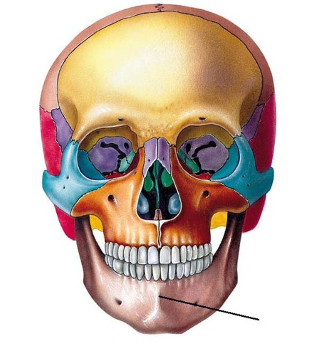 <p>the point at which the two halves of the mandible are joined</p>