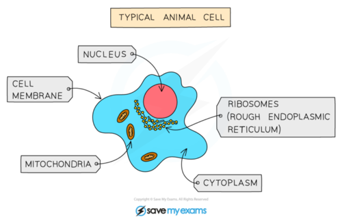 <ul><li><p>multicellular</p></li><li><p>membrane-bound organelles</p></li><li><p>heterotrophic</p></li><li><p>store carbohydrates as glycogen</p></li></ul>