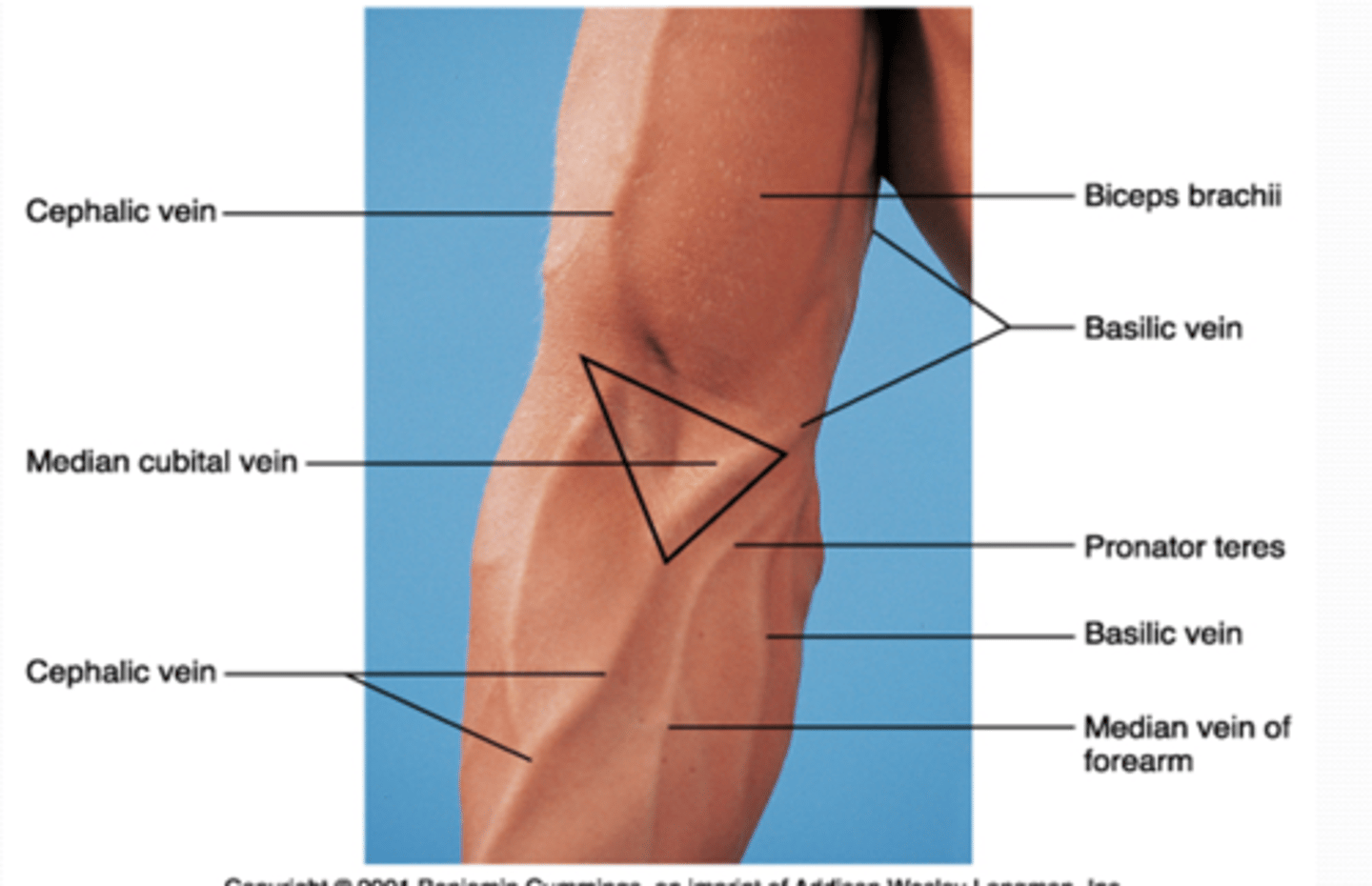 <p>triangular space on anterior aspect of elbow</p>