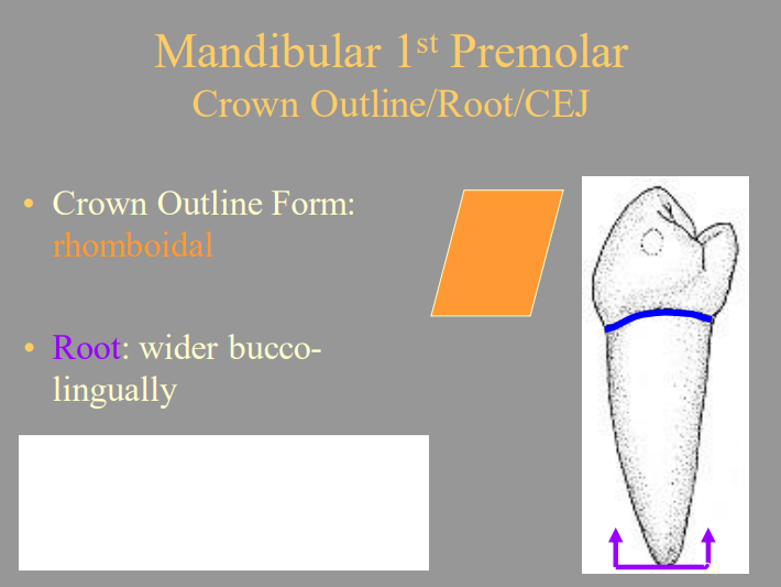 <p>D) Wider Buccolingually</p>