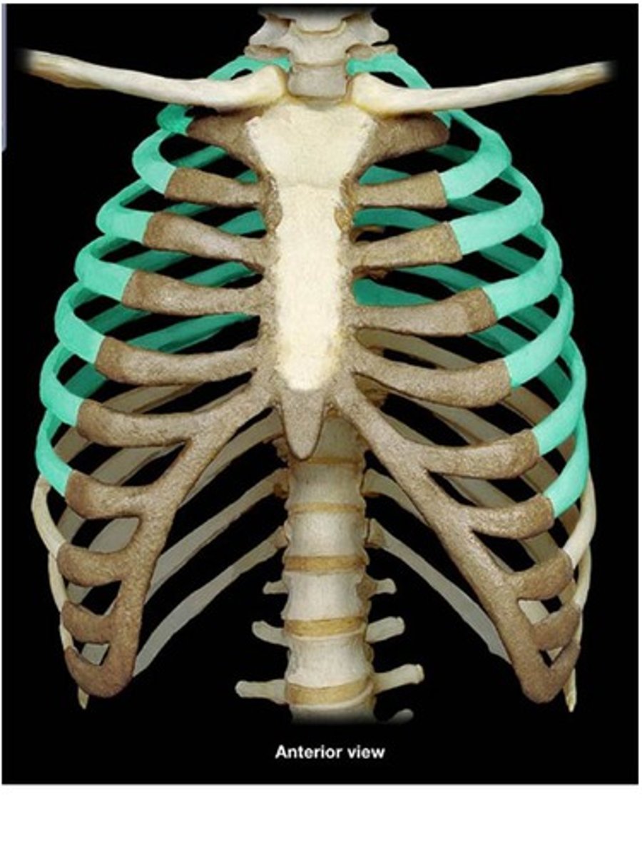 <p>Äkta revben - ledar till sternum (första 7-9 revbenen)</p>