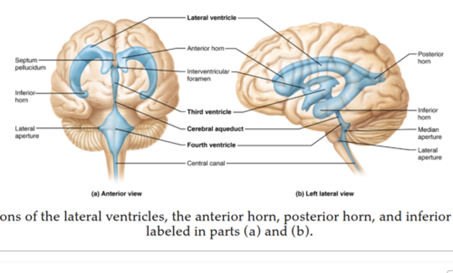 <p>1. Right Lateral Ventricle & Left Lateral Ventricle -</p><p>Produce and hold most of the cerebrospinal fluid (CSF).</p><p>Drain CSF into the third ventricle through the interventricular foramina (foramen of Monro).</p><p>3. Third Ventricle - Acts as a passageway for CSF from the lateral ventricles to the fourth ventricle. Surrounds parts of the thalamus and hypothalamus.</p><p>4. Fourth Ventricle - Receives CSF from the third ventricle via the cerebral aqueduct.</p><p>Allows CSF to flow into the central canal of the spinal cord and around the brain’s surface.</p><p>“Fourth = Final Flow” — it’s the last stop before CSF circulates around the brain and spinal cord.</p>