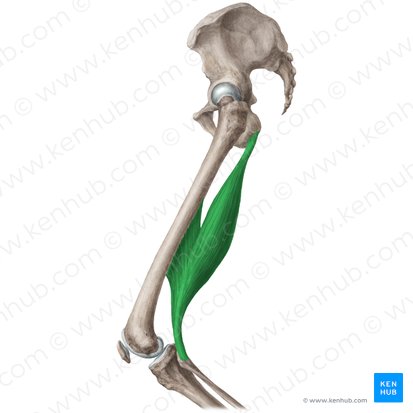 <p>tweehoofdige dijspier</p>