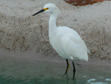<p>Identify the species shown:&nbsp;</p>