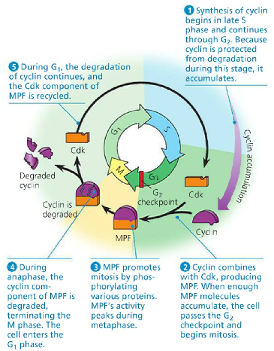 <p>- one molecule responsible for cell cycle</p><p>- concentration fluctuate during cell cycle</p><p>- bind to cyclin dependent kinases creating activated CDK-cyclin complex</p>