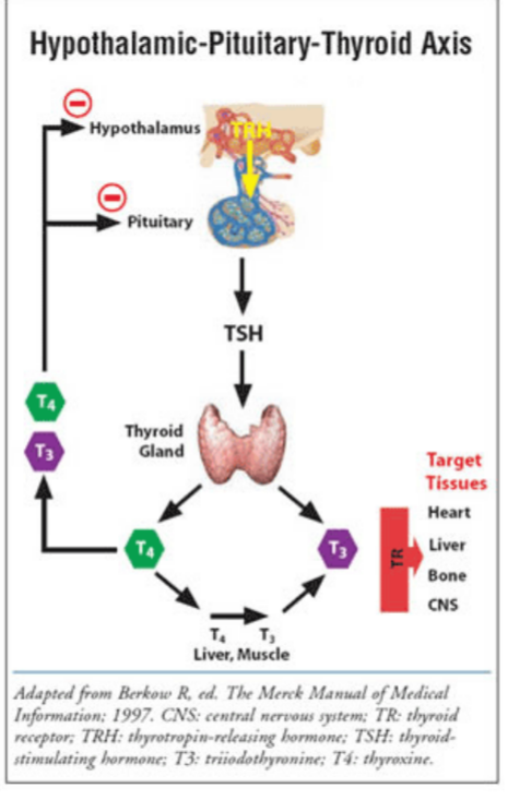 <p>Unbound Thyroid Hormone</p><ul><li><p>AKA Free Hormone</p></li><li><p>Able to enter into cells, bound hormone is too ______ to cross cell membrane</p></li><li><p>Only _________ T3 and T4 can enter the cells and bind to _________ receptors</p></li><li><p>Labs</p><ul><li><p>________ = ____ hormone, free hormones are what is measured when checking true thyroid function (more accurate than total thyroid hormone)</p></li></ul></li><li><p>Impact on feedback system</p><ul><li><p>Hypothalamus and pituitary monitor free T3 and T4, not total hormone levels</p><ul><li><p>Low free T3/T4 → increased TRH by hypothalamus and increased TSH by pituitary → __________ thyroid hormone production</p></li><li><p>High free T3/T4 → decreased TRH by hypothalamus and decreased TSH by pituitary → __________ thyroid hormone production</p></li></ul></li></ul></li></ul><p></p>