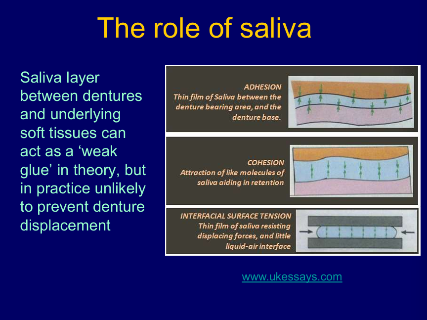 <p>Saliva layer between dentures and underlying soft tissues can act as a ‘weak glue’ in theory but in practice unlikely to prevent denture displacement  </p><p><strong>adhesion</strong> between the denture bearing area and denture base</p><p><strong>cohesion</strong> between molecules of saliva</p><p>interfacial <strong>surface tension</strong> resisting displacing forces</p>