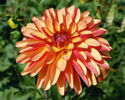 <p><strong>Dahlia</strong></p><p>Lifecycle, Roots</p>