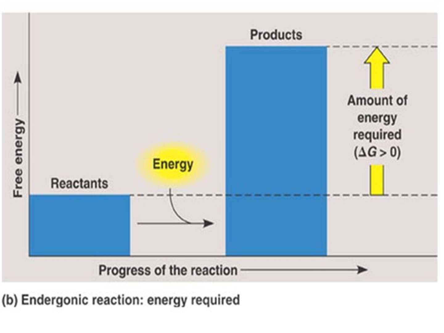 <p>Reaction that absorbs free energy from its surroundings.</p>