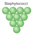 <p>staphylococci</p>