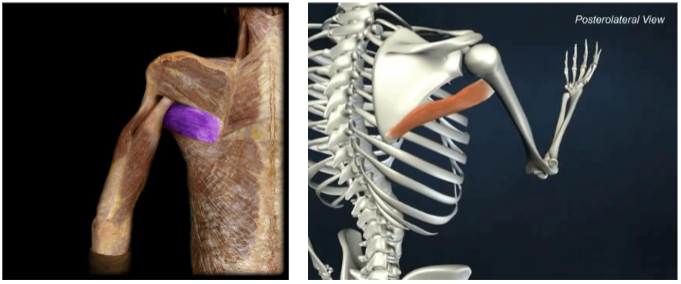 <p>Actions: Shoulder extension internal/ medial rotation, and ADDuction</p>