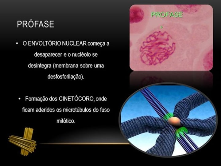 <p>b)No final da profase I e profase II</p>