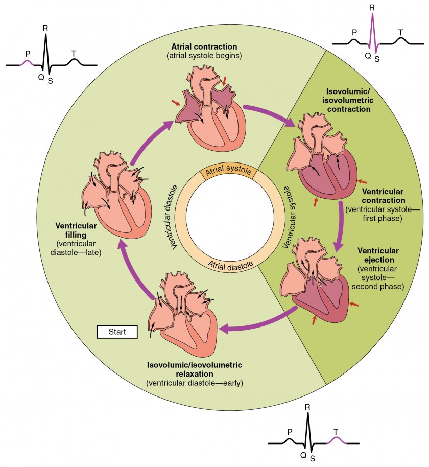 <p>start of ventricular diastole - a brief period where all four valves of the heart closed and the ventricle relax</p>