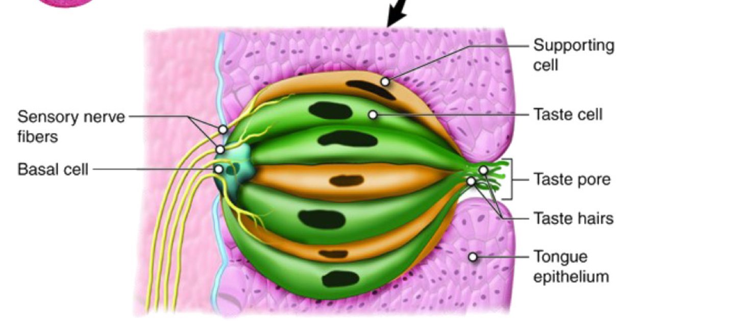 <p>What structure is responsible for the taste sensation on the tongue?</p>