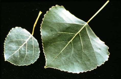 <p>Which tree do these leaves belong to? </p>